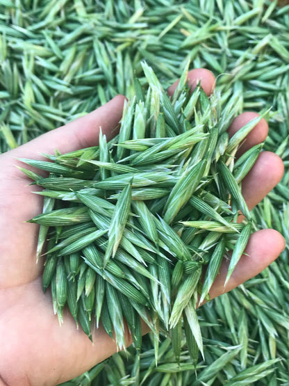Fresh Milky Oats: Nervous System Recovery & Stress Support